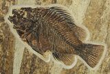 Fossil Palm and Fish Mural - Green River Formation, Wyoming #378284-3